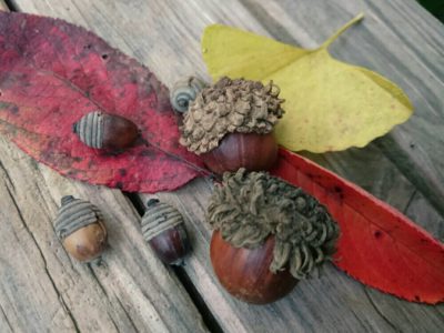 Photo by みんとぐりーんさん@GreenSnap