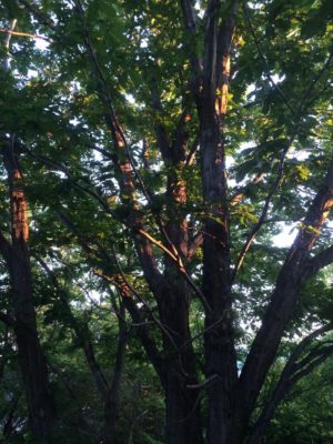 Photo by BELLAさん@GreenSnap