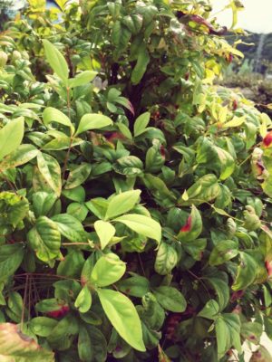 Photo by さやさん@GreenSnap