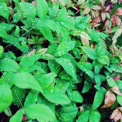 Photo by まゆさん@GreenSnap