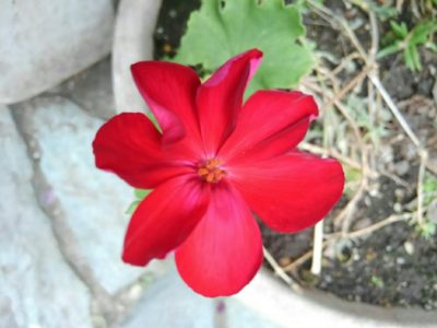 Photo by カナさん@GreenSnap