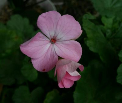 Photo by カナさん@GreenSnap