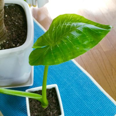 Photo by tomochiさん@GreenSnap