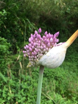 Photo by ☆のん☆さん@GreenSnap