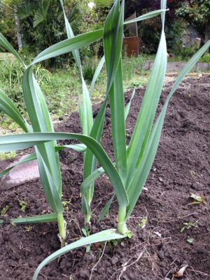 Photo by ハチクロさん@GreenSnap