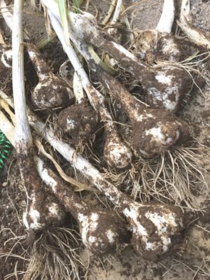 Photo by ayu7さん@GreenSnap