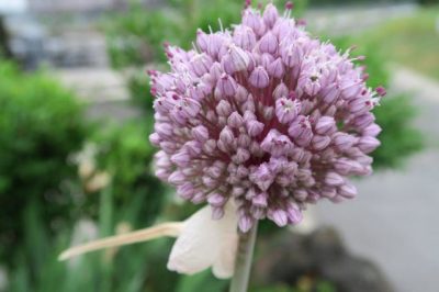 Photo by 栗りんさん@GreenSnap