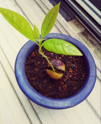 Photo by 河彦さん@GreenSnap