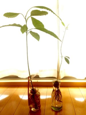 Photo by Jojoさん@GreenSnap