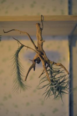 Photo by &greenさん@GreenSnap