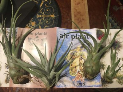 Photo by きゃっぽんさん@GreenSnap