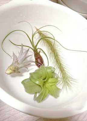 Photo by 西やんさん@GreenSnap