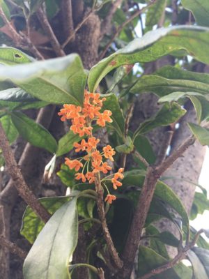 Photo by ひゆこさん@GreenSnap