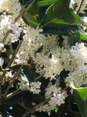 Photo by 月見草さん@GreenSnap