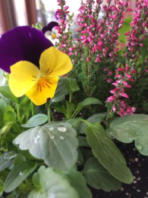 Photo by 木瓜さん@GreenSnap