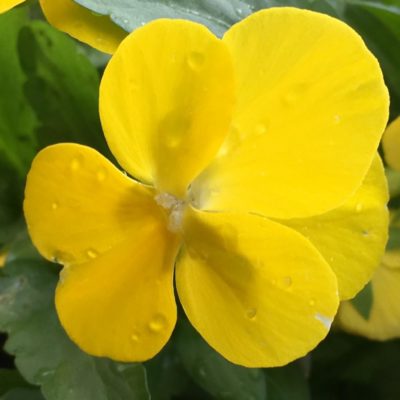 Photo by zuccasawaさん@GreenSnap