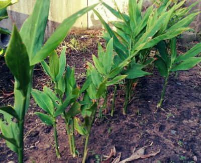 Photo by achanさん@GreenSnap