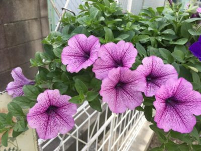 Photo by ERImothさん@GreenSnap 