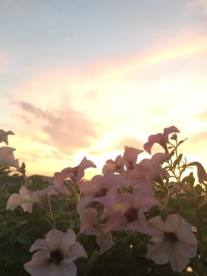 Photo by シマトさん@GreenSnap