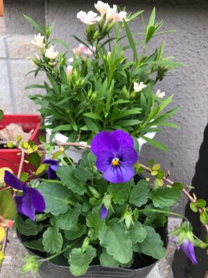 Photo by さくらさん@GreenSnap