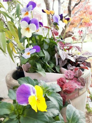 Photo by totoroさん@GreenSnap