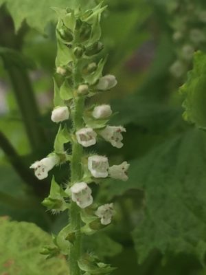 しそが大きくならない もしかすると水のやり過ぎかも Greensnap グリーンスナップ