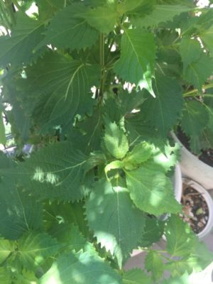 Photo by こけちゃんさん@GreenSnap