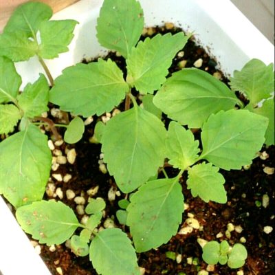 Photo by A-rinさん@GreenSnap