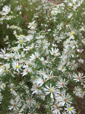 Photo by yuki.Iさん@GreenSnap