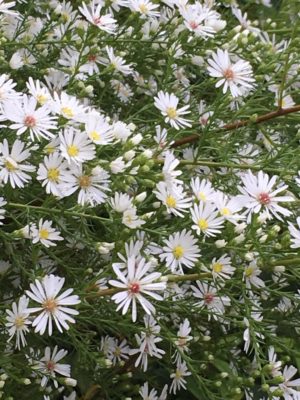 Photo by zuccasawaさん@GreenSnap