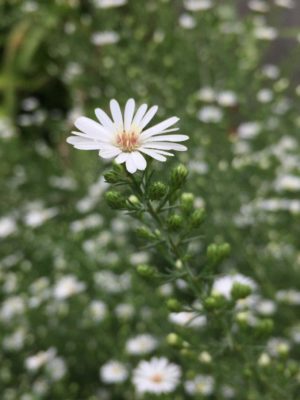 Photo by junrinさん@GreenSnap