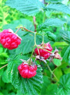 Photo by gonnさん@GreenSnap