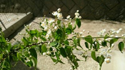 小さな白い花がかわいい ハイノキの育て方 Greensnap グリーンスナップ