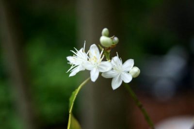 Photo by umu_susさん@GreenSnap