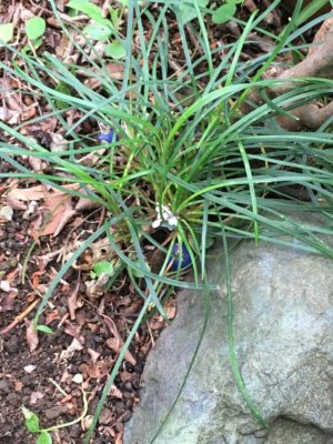 Photo by あおうみうしさん@GreenSnap