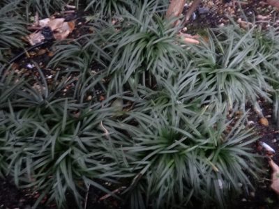 Photo by 野村 みのりさん@GreenSnap