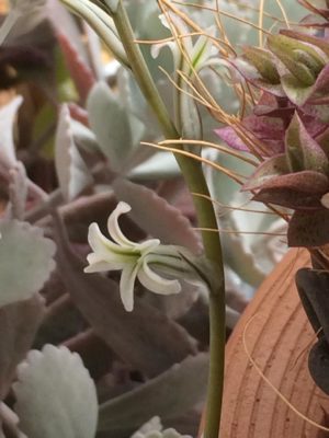 Photo by けーぴーさん@GreenSnap