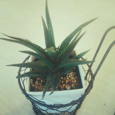 Photo by しましまさん@GreenSnap