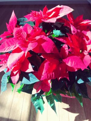 Photo by くれは*さん@GreenSnap