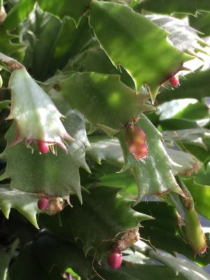 Photo by yopipiさん@GreenSnap