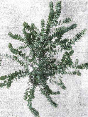 Photo by furu＊さん@GreenSnap