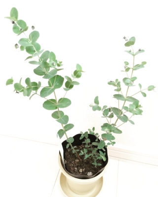 Photo by CHIRUさん@GreenSnap