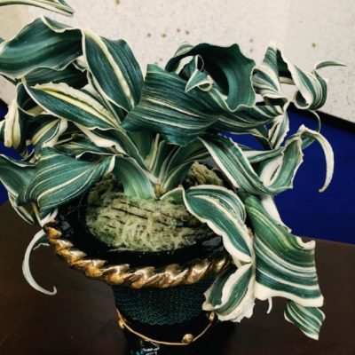 Photo by 池さん@GreenSnap