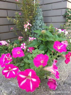 Photo by マモサンさん@GreenSnap