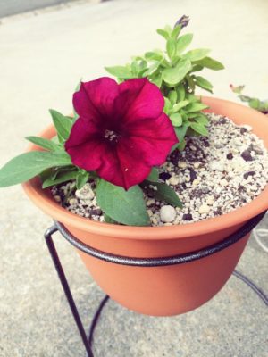 Photo by chouchouさん@GreenSnap