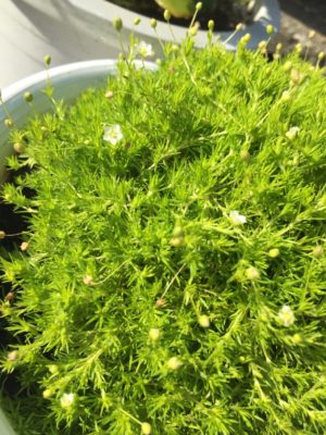 Photo by 猫汁人さん@GreenSnap