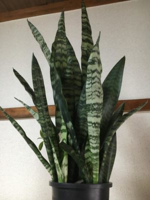 Photo by 桜秀華さん@GreenSnap