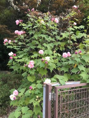 Photo by ゆきさん@GreenSnap