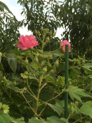 Photo by ひろパンダさん@GreenSnap