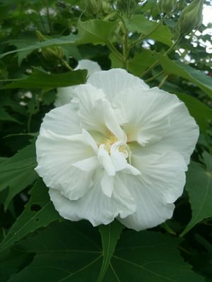 Photo by ゆうこさん@GreenSnap